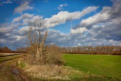 EInsamer Baum nahe Pferdekoppel