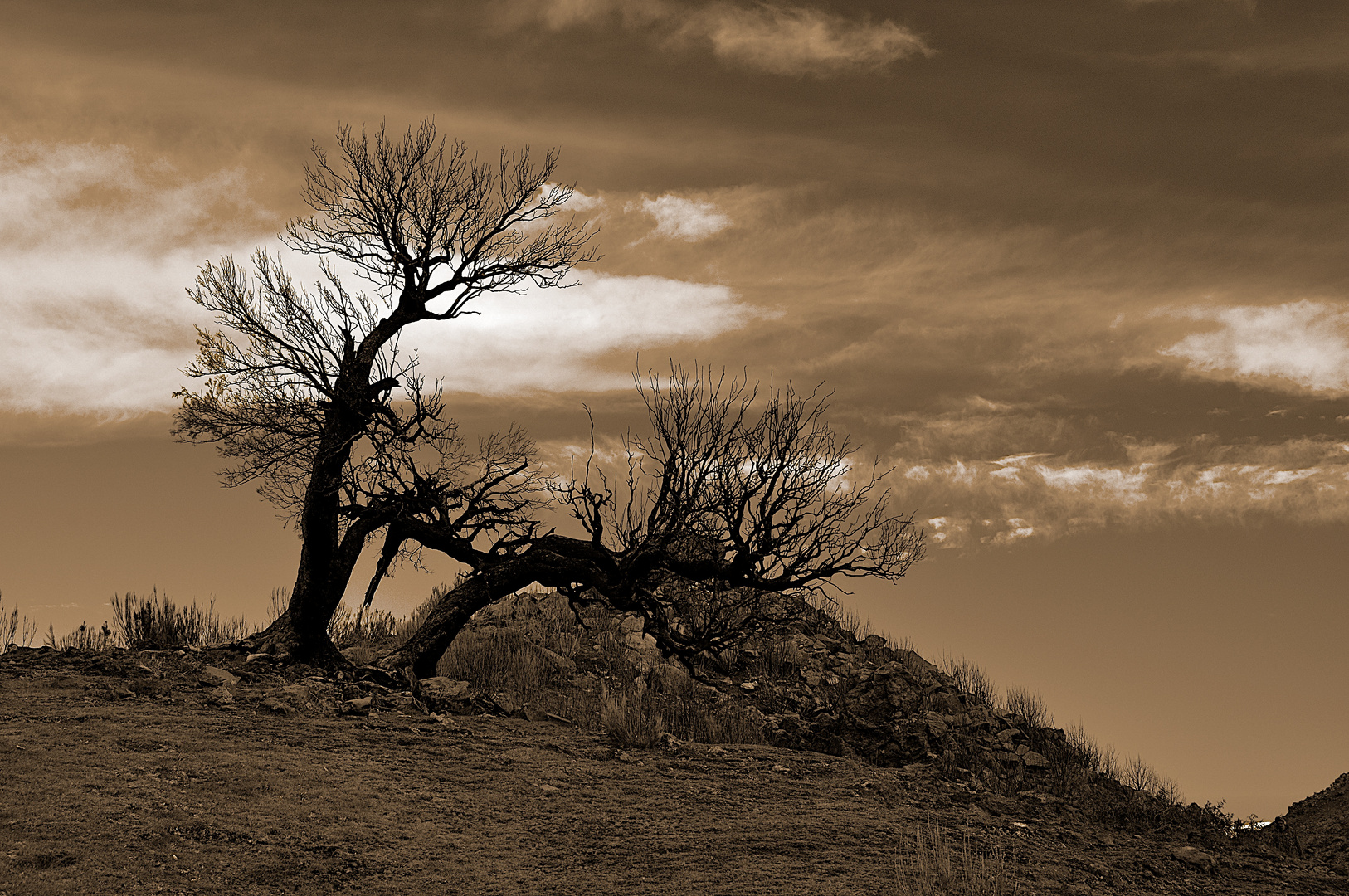 Einsamer Baum - Pico Ruivo - Madeira