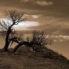 Einsamer Baum - Pico Ruivo - Madeira