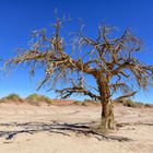 Einsamer Baum Sossusvlei