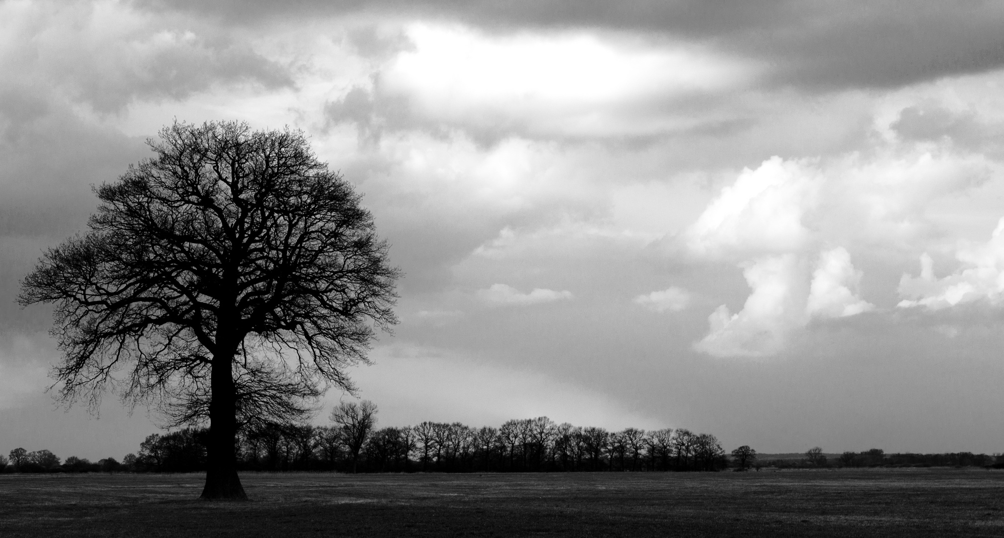 einsamer Baum S/W