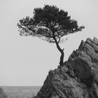Einsamer Baum - Tossa de Mar