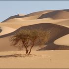 Einsamer Baum umschlungen von mächtigen Dünen