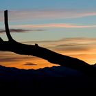 Einsamer Baumstamm - Sonnenuntergang Dolomiten