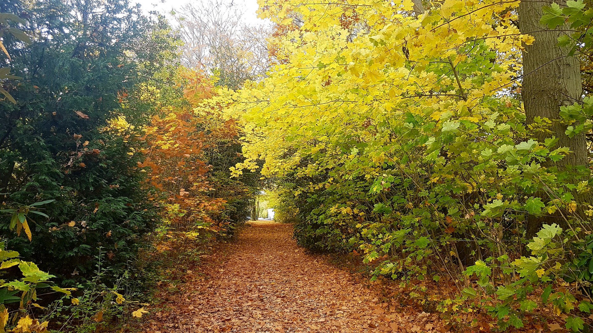 Einsamer Blätterweg