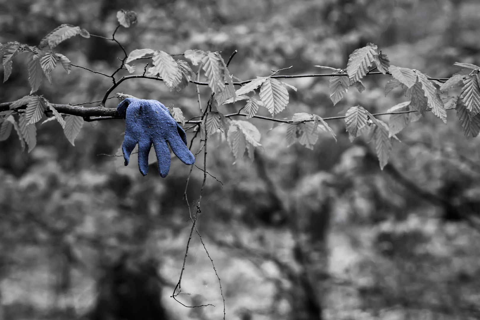 Einsamer blauer Handschuh 