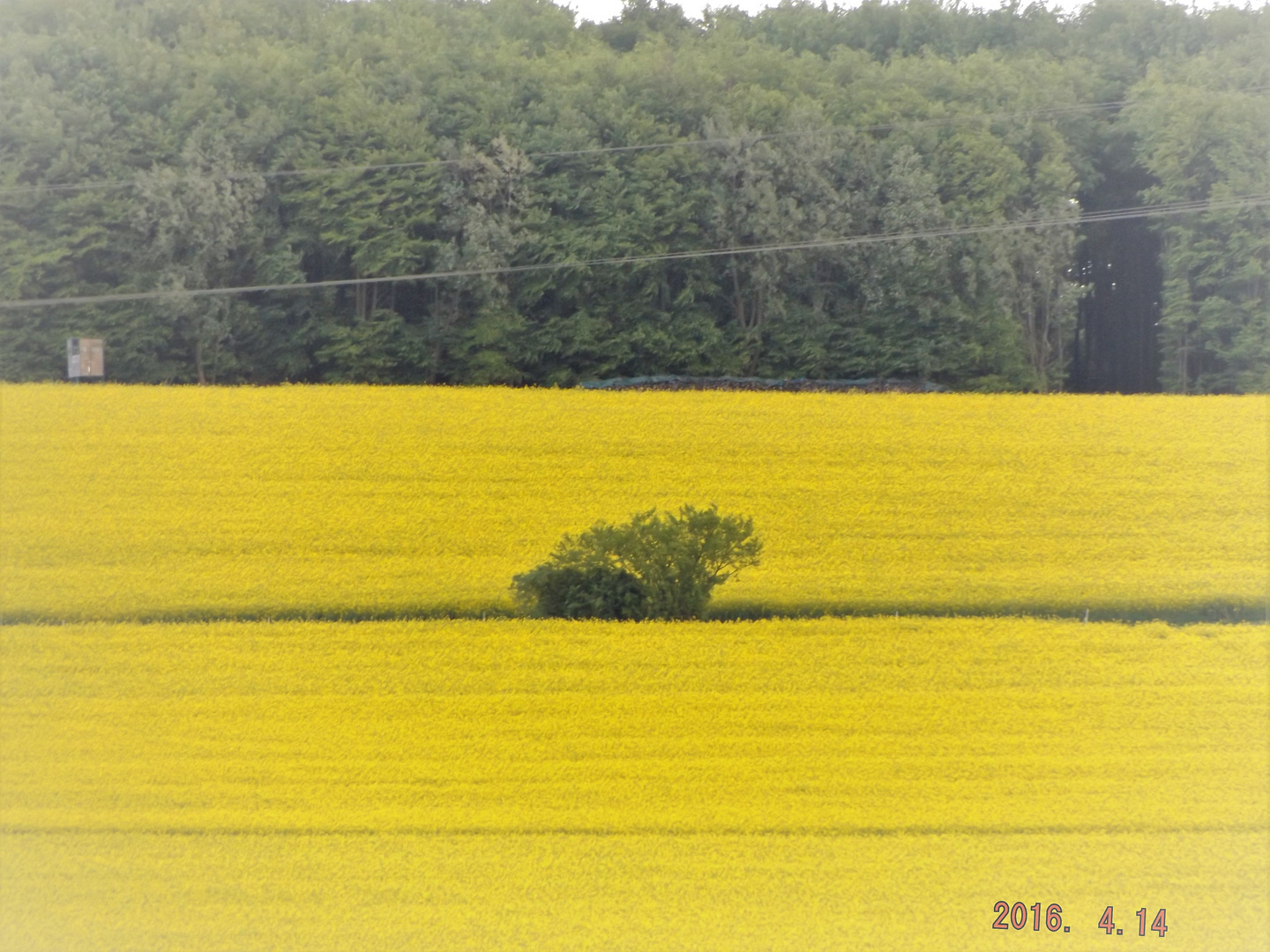 Einsamer Busch in der Natur