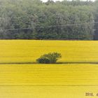 Einsamer Busch in der Natur