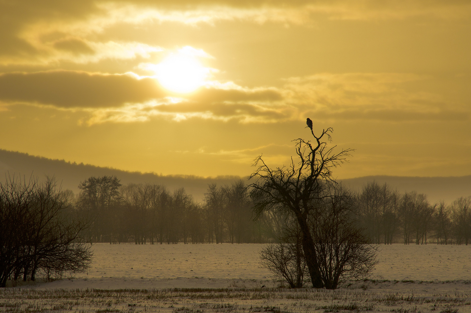 Einsamer Bussard trotzt dem Graupelschauer