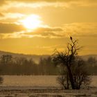 Einsamer Bussard trotzt dem Graupelschauer