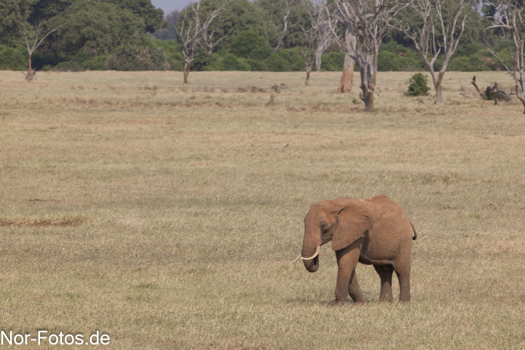 einsamer Elefant