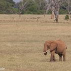 einsamer Elefant