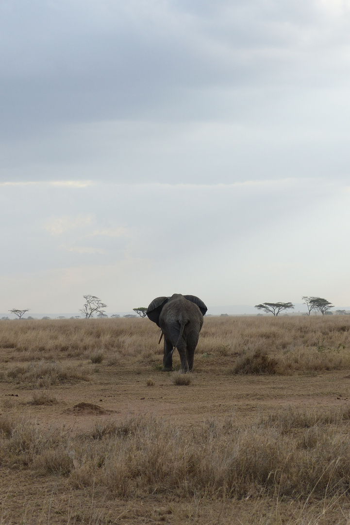 Einsamer Elefant