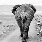 Einsamer Elefant