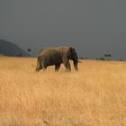 einsamer Elefant