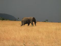 einsamer Elefant