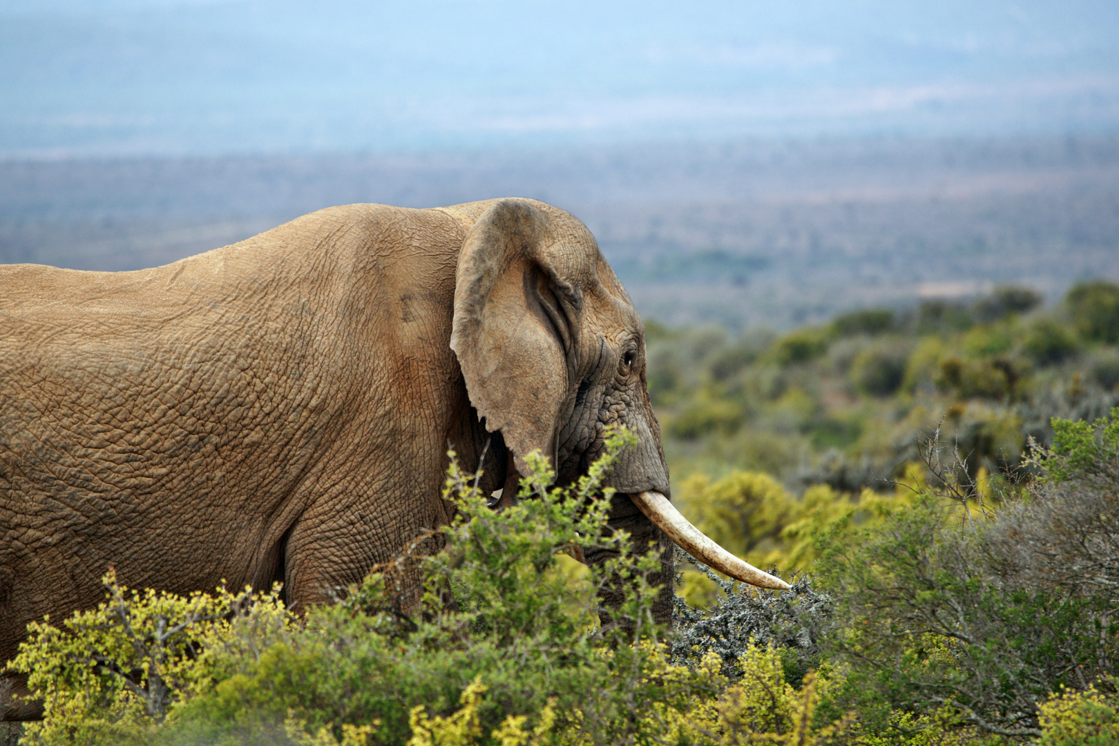 Einsamer Elefant in Südafrika