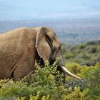 Einsamer Elefant in Südafrika