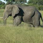 Einsamer Elefantenbulle