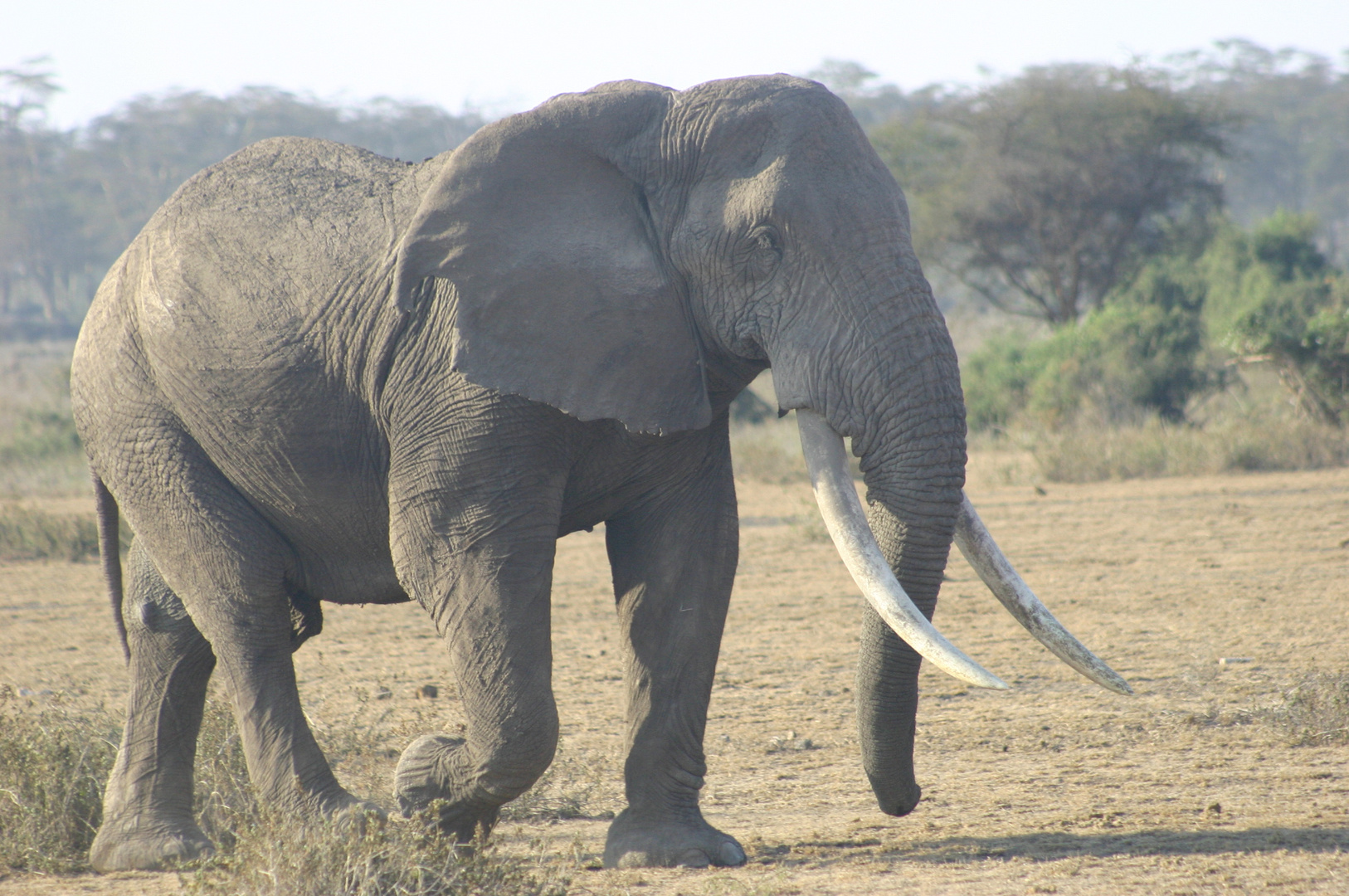 einsamer Elefantenbulle Kenia