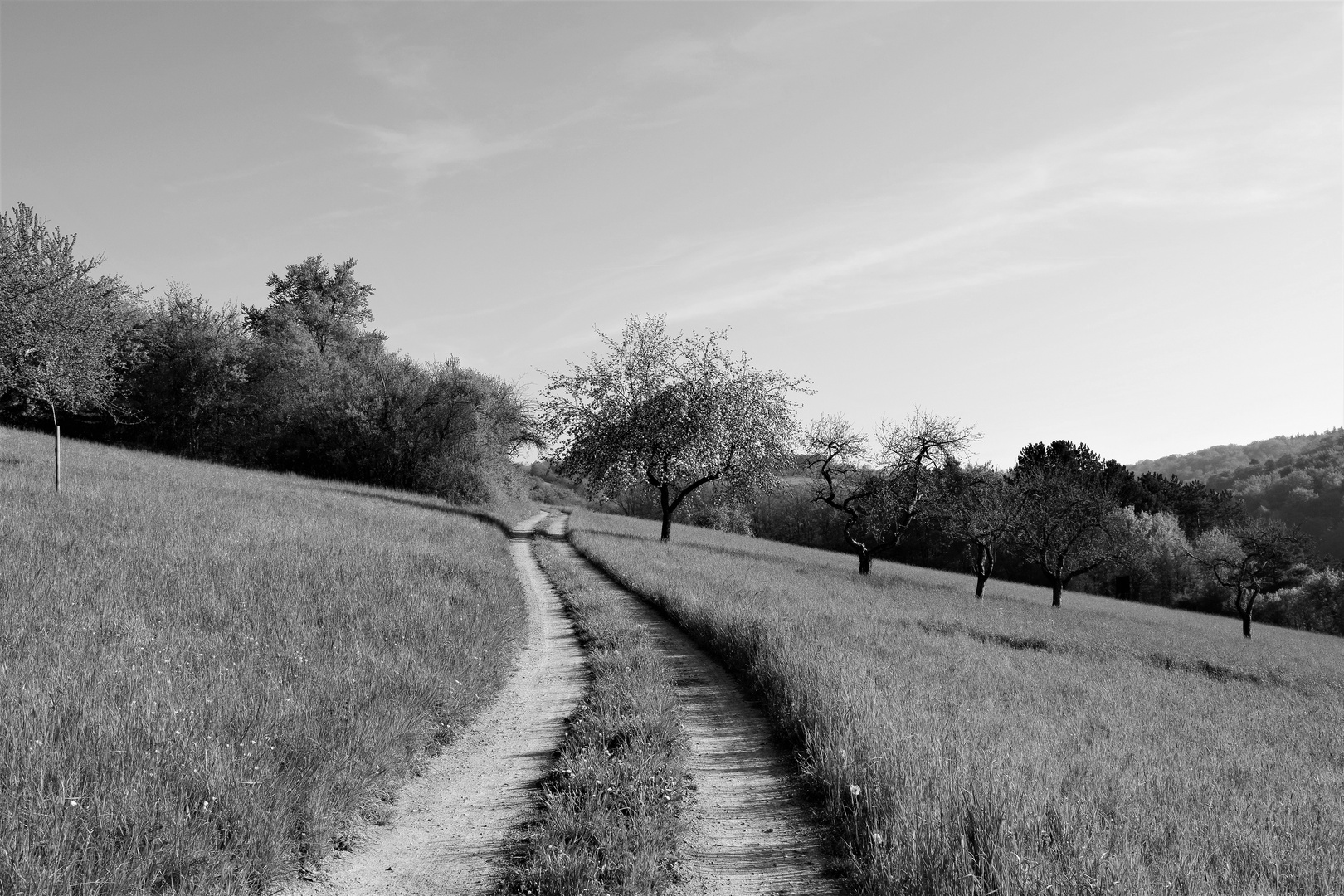 Einsamer Feldweg