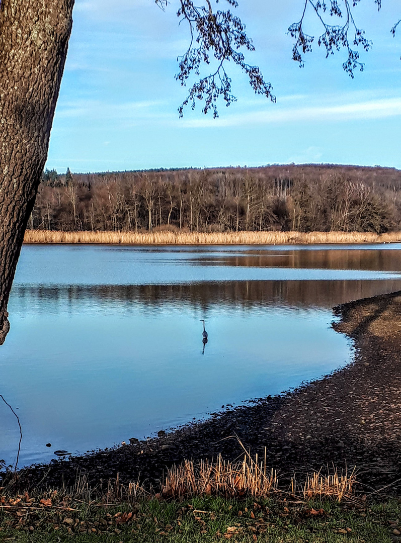 Einsamer Fischereiher