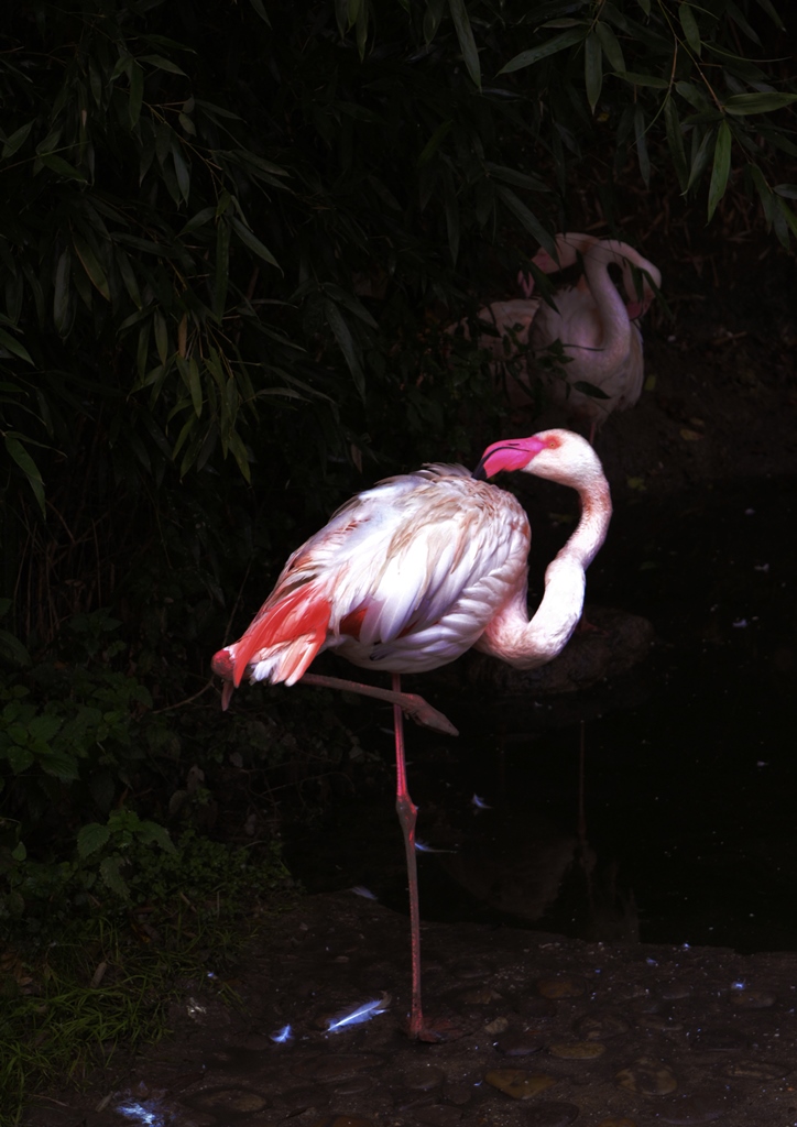 Einsamer Flamingo