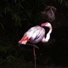 Einsamer Flamingo