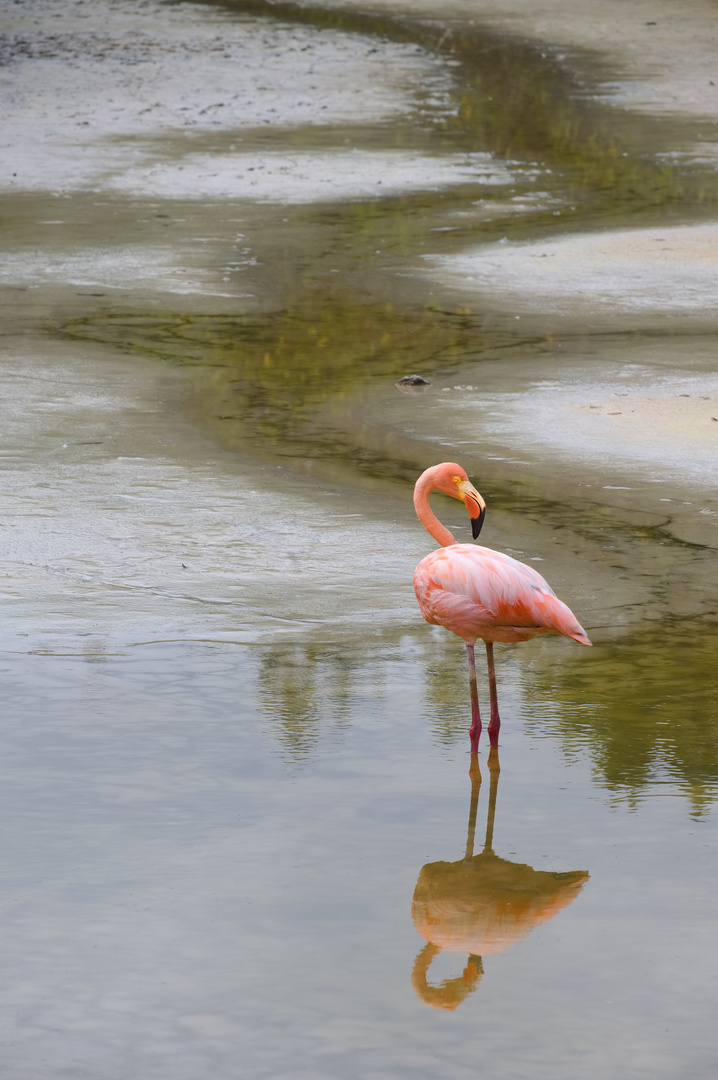 Einsamer Flamingo