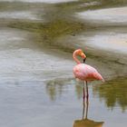 Einsamer Flamingo