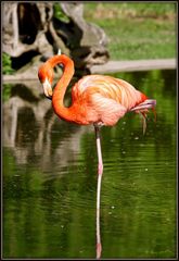 einsamer Flamingo