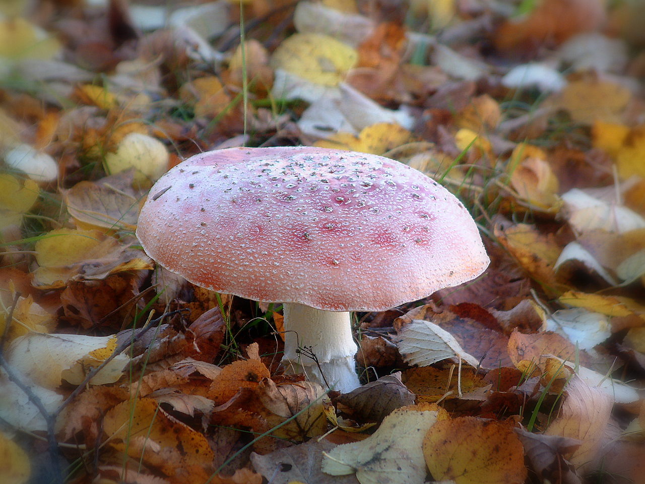 einsamer Fliegenpilz