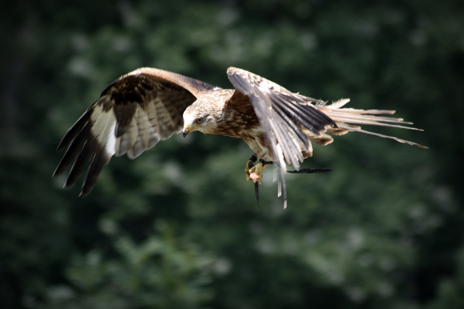 Einsamer Flug