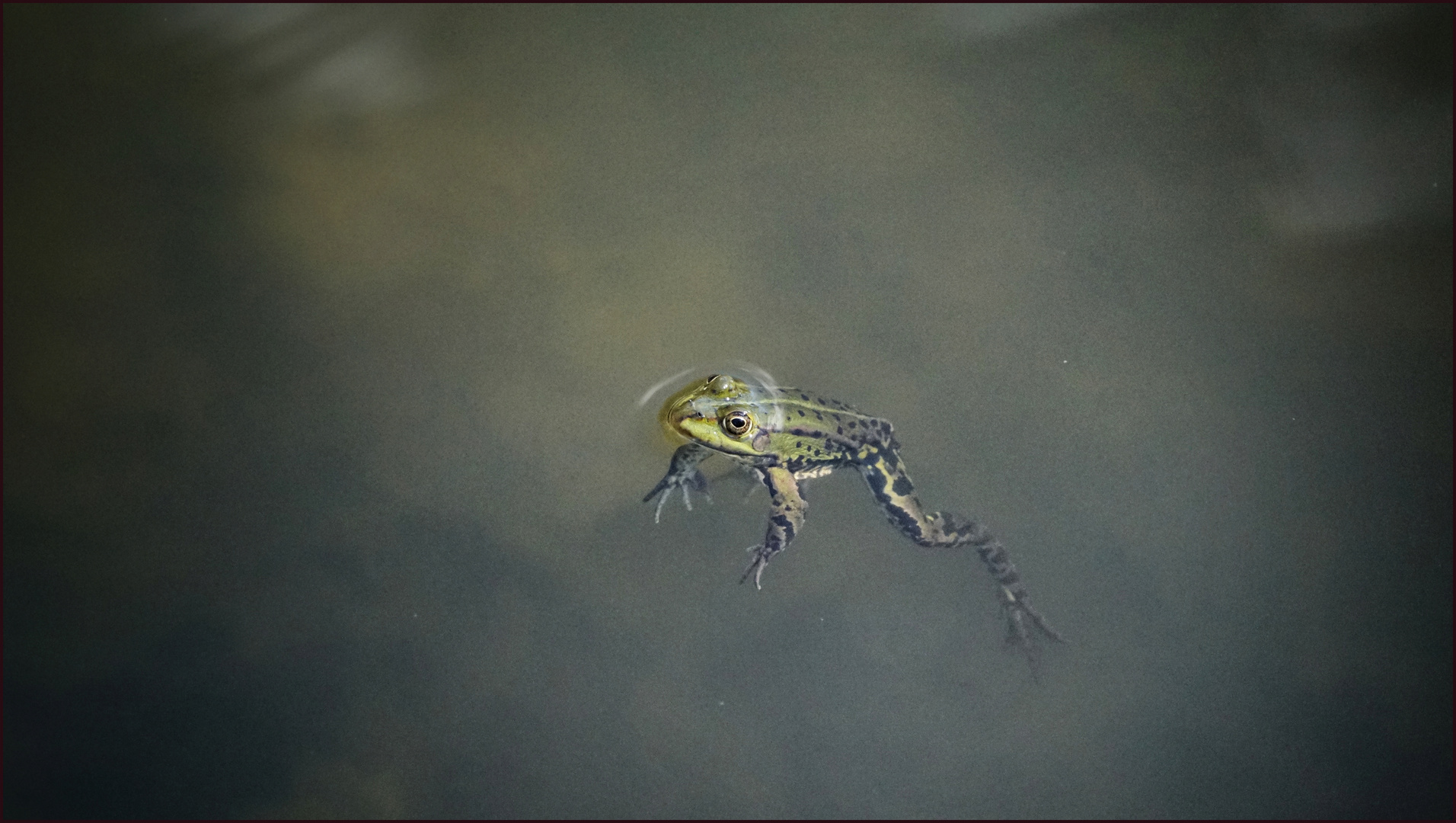 .... einsamer Frosch - in diesem stillen Frühling ....