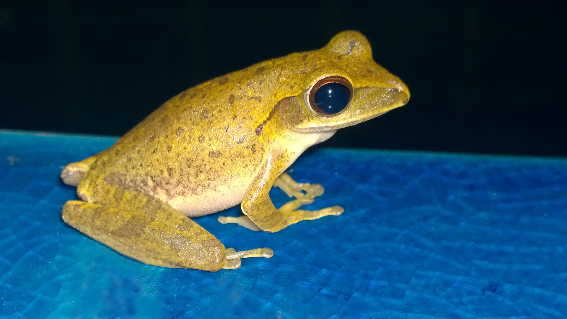 Einsamer Frosch in Khao Lak