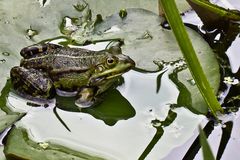 Einsamer Froschkönig