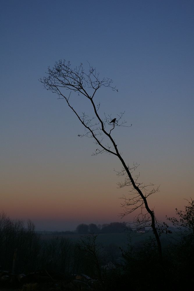 Einsamer, frostiger Morgen!