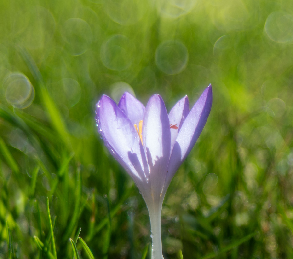 Einsamer Frühlingsbote