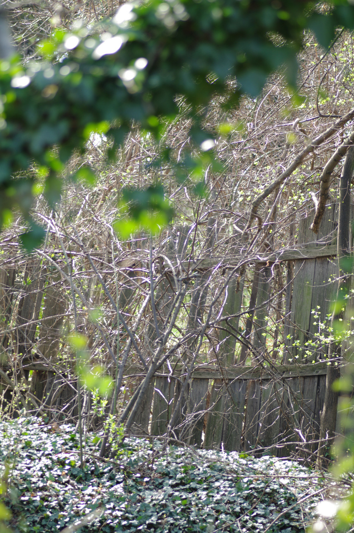 Einsamer Garten