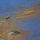 einsamer Gigant im Okavangodelta