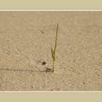 Einsamer Grashalm am Strand...