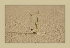 Einsamer Grashalm am Strand...