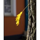 -Einsamer Herbstbote-