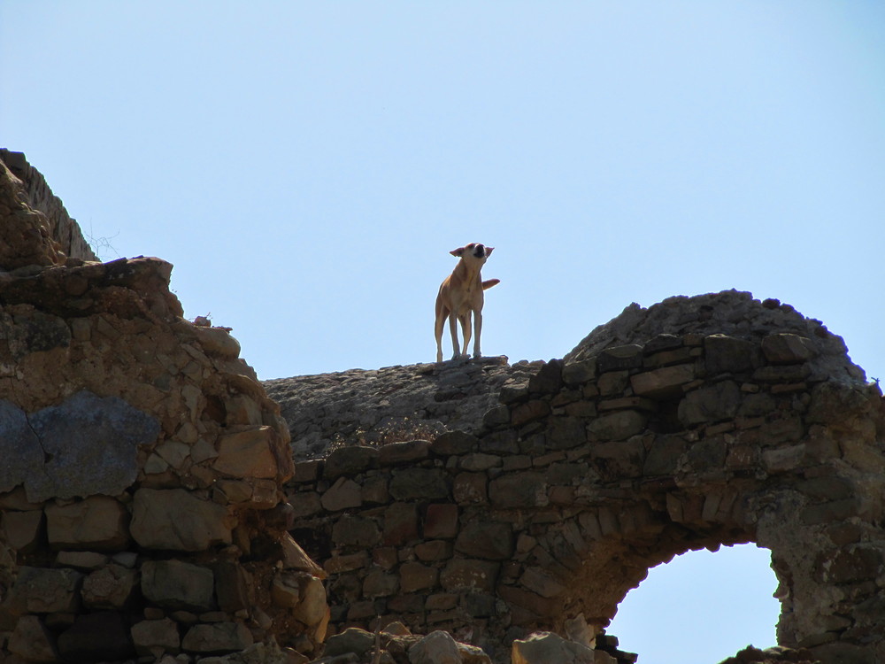 Einsamer Hund