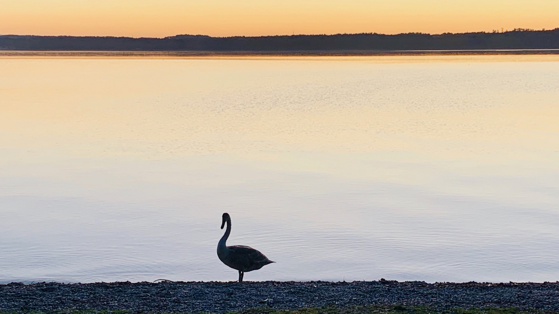 Einsamer junger Schwan