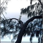 Einsamer Kakadu