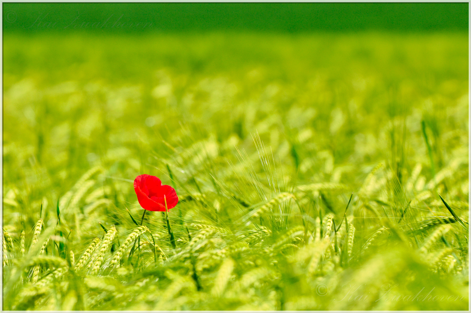 einsamer Klatschmohn