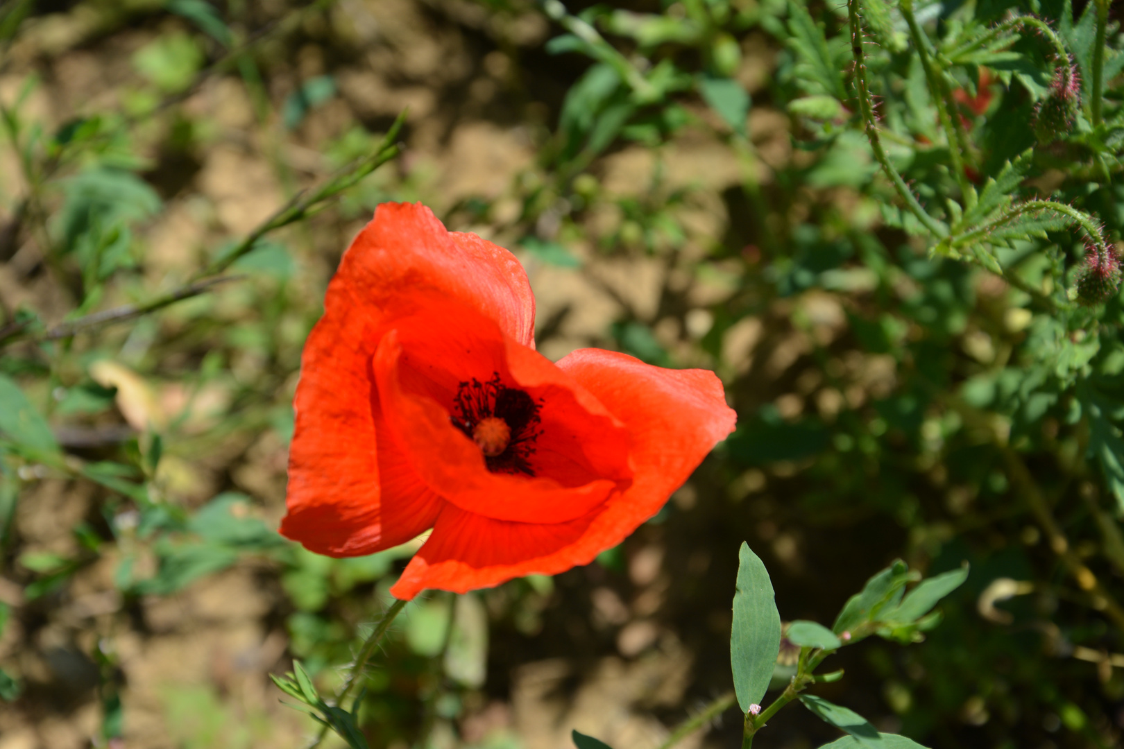 Einsamer Klatschmohn am Wegesrand