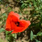 Einsamer Klatschmohn am Wegesrand