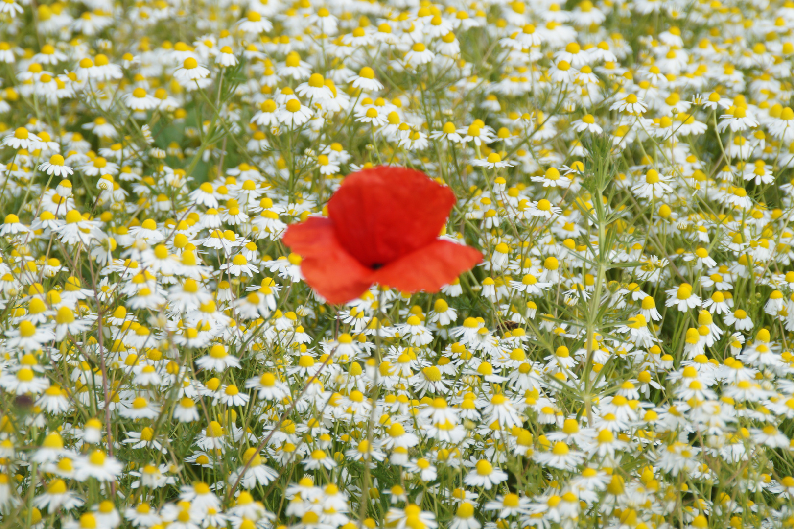 Einsamer Klatschmohn